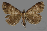 ǦW:Adrapsa geometroides