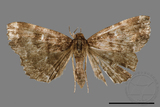 ǦW:Adrapsa geometroides