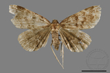 ǦW:Adrapsa geometroides