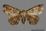 ǦW:Adrapsa geometroides