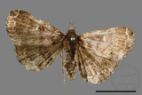 ǦW:Adrapsa geometroides