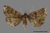 ǦW:Adrapsa geometroides