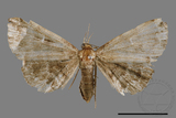 ǦW:Adrapsa geometroides