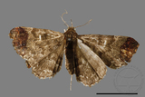 ǦW:Adrapsa geometroides