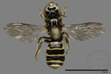 ǦW:Ceratina sp.