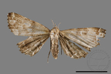 ǦW:Adrapsa geometroides