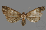 ǦW:Adrapsa geometroides