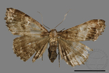 ǦW:Adrapsa geometroides