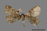 ǦW:Adrapsa geometroides