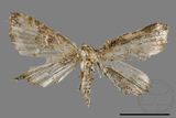 ǦW:Adrapsa geometroides