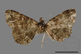 ǦW:Adrapsa geometroides