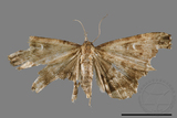 ǦW:Adrapsa geometroides