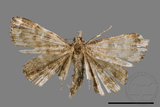 ǦW:Adrapsa geometroides