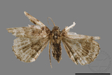 ǦW:Adrapsa geometroides