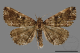 ǦW:Adrapsa geometroides