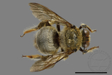 ǦW:Xylocopa collaris sauteri