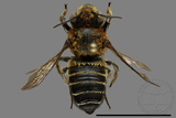 ǦW:Megachilidae sp.