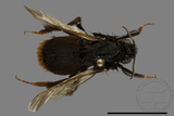 ǦW:Bombus trifasciatus