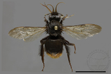 ǦW:Bombus trifasciatus