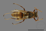 ǦW:Polistes takasagonus