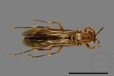 ǦW:Parapolybia varia