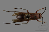 ǦW:Polistes tenebricosus