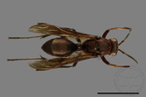 ǦW:Polistes tenebricosus