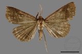 ǦW:Bertula venata