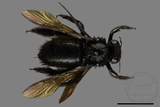 ǦW:Xylocopa tranquebarorum