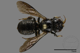 ǦW:Ceratina sp.