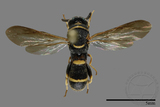 ǦW:Leucospidae sp.