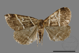 ǦW:Bertula bisectalis