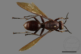 ǦW:Polistes gigas