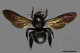 ǦW:Xylocopa tranquebarorum