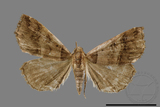 ǦW:Bertula kosemponica