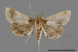 ǦW:Bertula terminalis