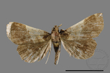 ǦW:Bertula terminalis