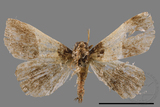 ǦW:Bertula terminalis