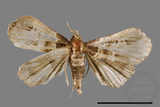 ǦW:Bertula terminalis