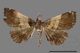 ǦW:Bertula terminalis