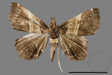 ǦW:Bertula terminalis