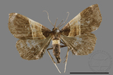 ǦW:Bertula terminalis