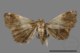 ǦW:Bertula terminalis