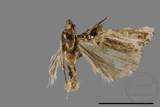 ǦW:Bertula terminalis