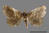 ǦW:Bertula terminalis