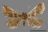 ǦW:Bertula terminalis