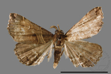 ǦW:Bertula abjudicalis