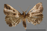 ǦW:Bertula abjudicalis