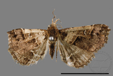 ǦW:Bertula abjudicalis