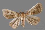 ǦW:Bertula abjudicalis